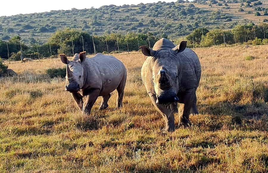 Kragga Kamma Game Park - Is $121 good value?