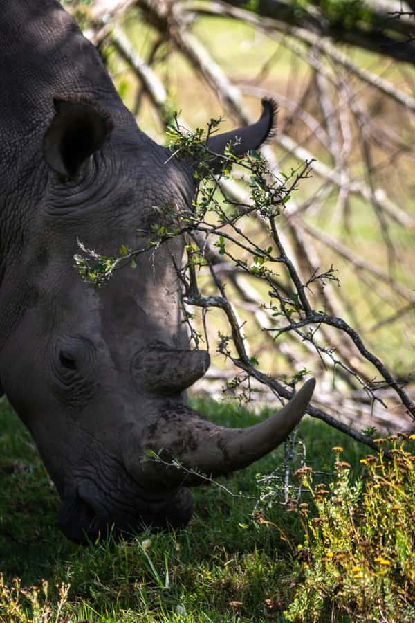 KRAGGA KAMMA GAME PARK - What you may see in three hours