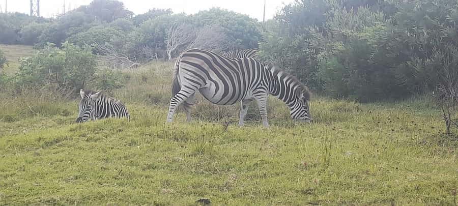 Kragga Kamma Safaris And Shore Excursions - A safari close to Port Elizabeth