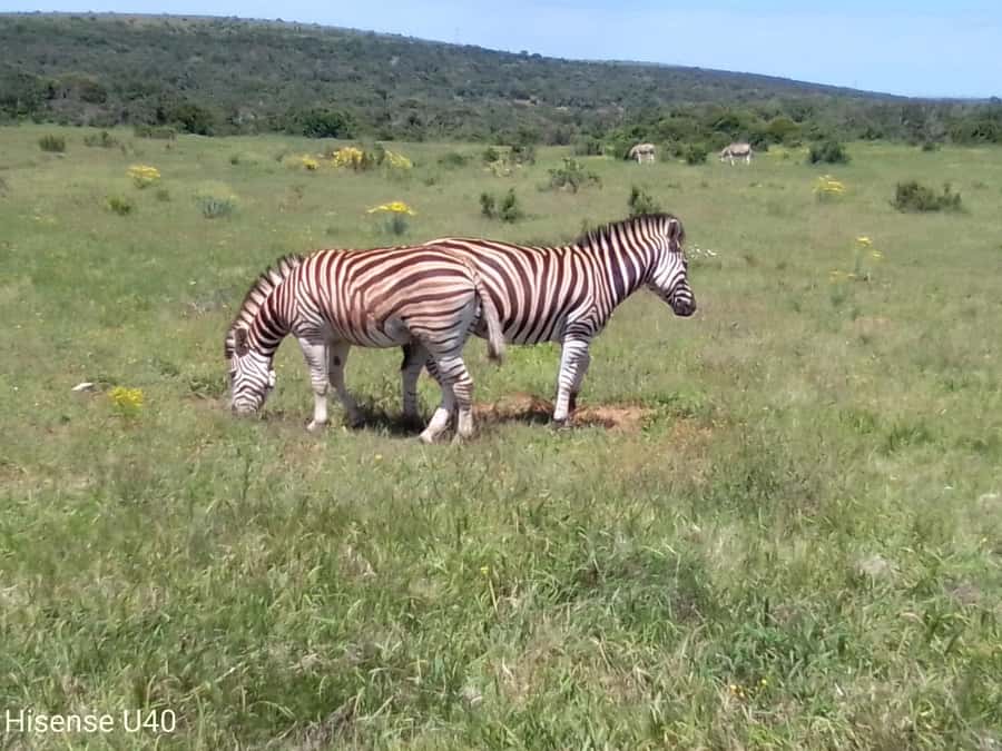 Kragga Kamma Safaris And Shore Excursions - Why the setting feels more like a preserve than a zoo