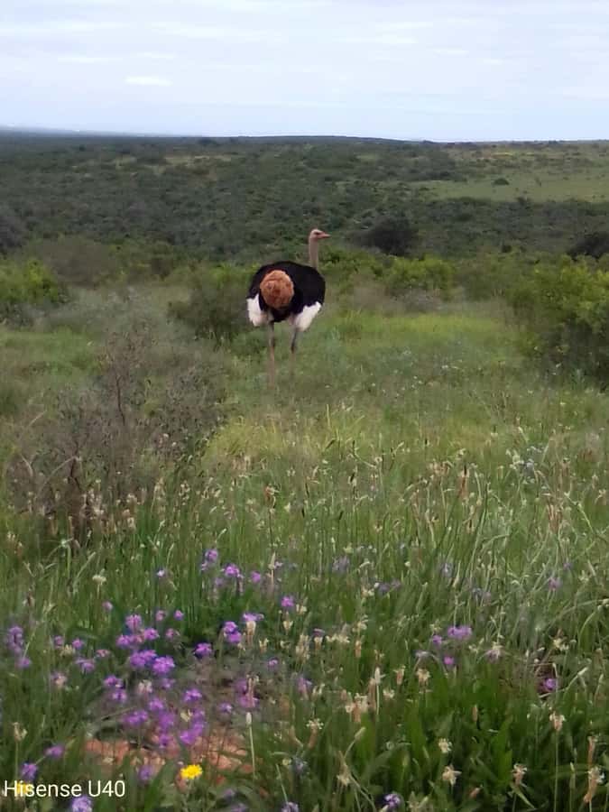 Kragga Kamma Safaris And Shore Excursions - What you may see among forest and grassland