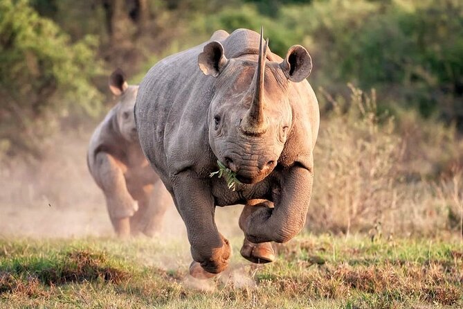 Kruger National Park. 2 Days Best Ever Safari from Cape Town - The real shape of this two-day Kruger trip