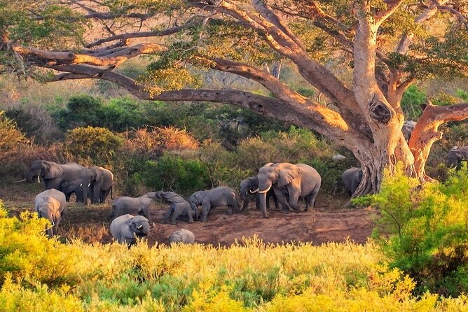 Kruger National Park. 2 Days Best Ever Safari from Cape Town - Leaving Cape Town at 5:00 am