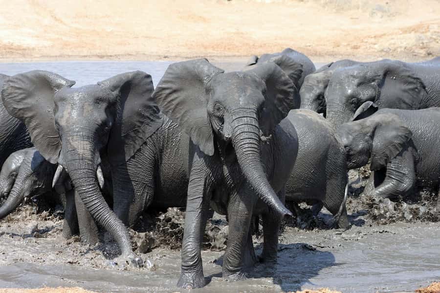 Kruger National Park: 3 Day Safari Tour - What the three days are really like