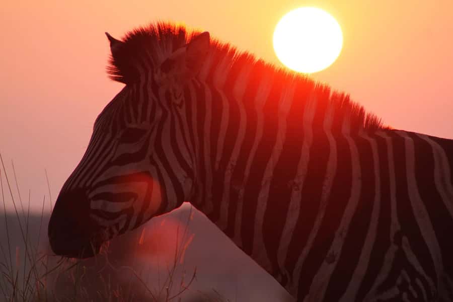 Kruger National Park: 3 Day Safari Tour - Is $784 a fair price?