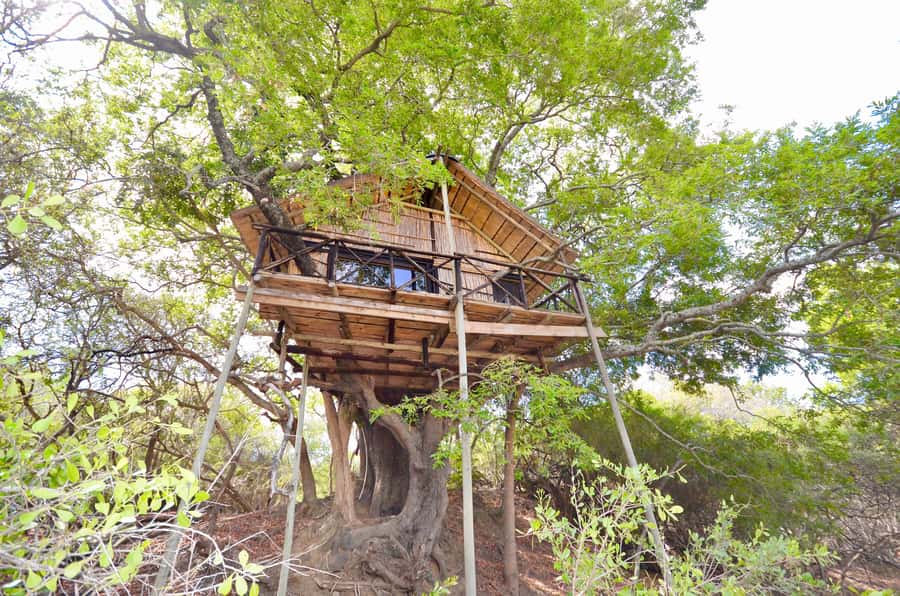 Kruger National Park: 3-Day Safari Tour and Treehouse Stay - Day two: a full safari in Kruger National Park