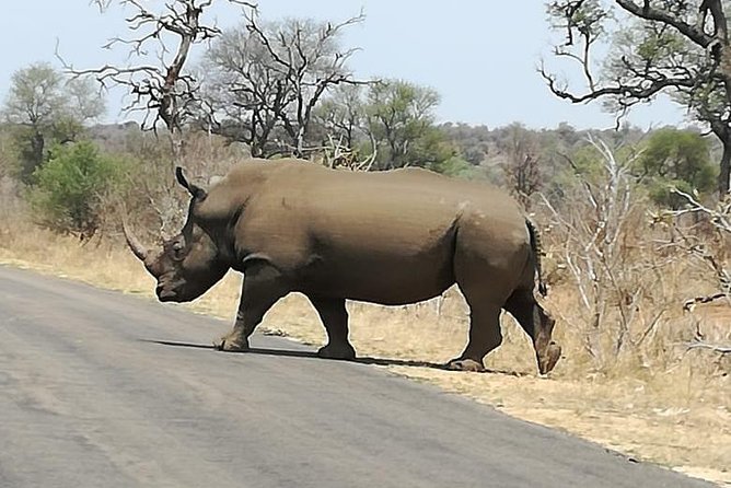 Kruger National Park. 3 Days Best Ever Safari from Cape Town - What the Cape Town to Kruger plan really involves
