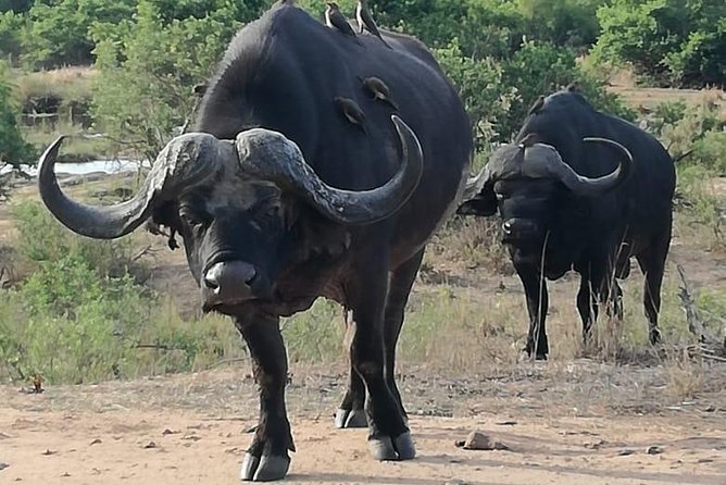 Kruger National Park. 3 Days Best Ever Safari from Cape Town - The final morning drive and return to Cape Town