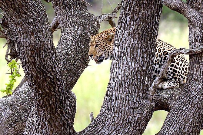 Kruger National Park. 3 Days Best Ever Safari from Cape Town - The guides, drivers, and personal service