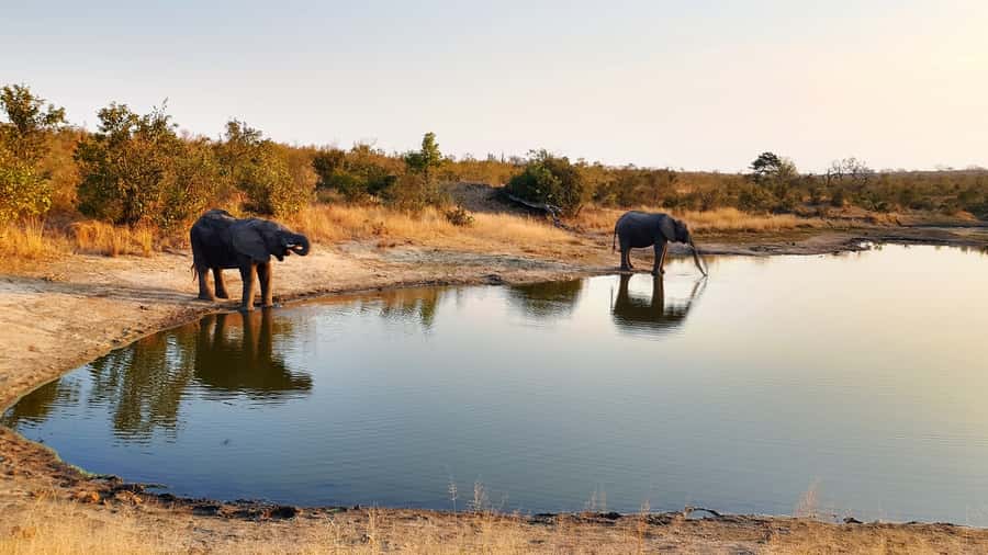 Kruger National Park: 3-Hour Walking Safari - Walking Kruger instead of simply driving through