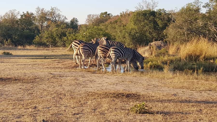 Kruger National Park: 3-Hour Walking Safari - Three hours of tracks, plants, and quiet bush