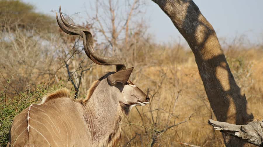 Kruger National Park: 3-Hour Walking Safari - Should you book this walking safari?