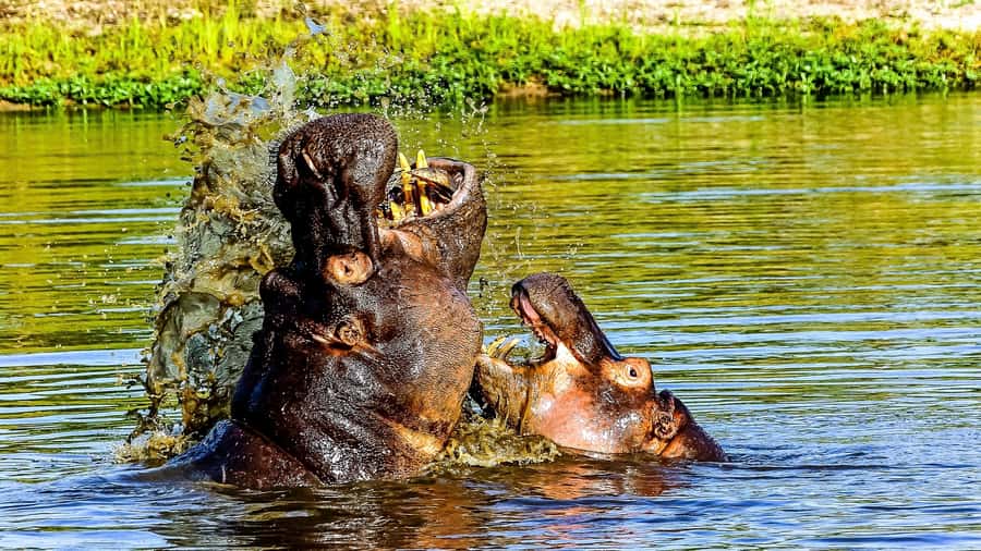 Kruger National Park: 3-Hour Walking Safari - From Hazyview to the Kruger gate