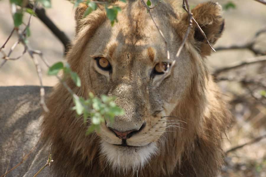 Kruger National Park - 4 Day Safari Tour - Why this four-day safari works