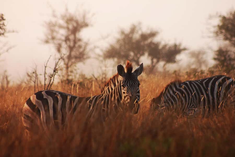 Kruger National Park - 4 Day Safari Tour - Day two: conservation lessons and the Blyde River Canyon