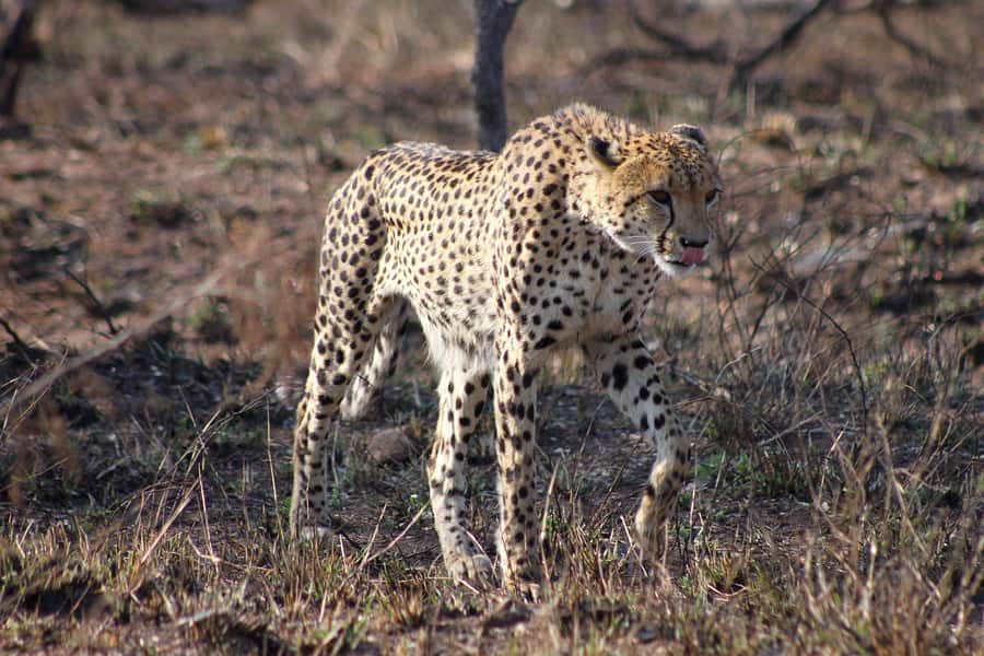 Kruger National Park - 4 Day Safari Tour - Day one: the road to Hoedspruit and a sunset in the bush