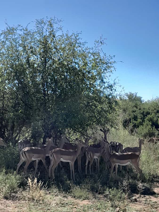 Kruger National Park: 4-Day Ultimate Safari Tour - Big Five expectations need a realistic reading