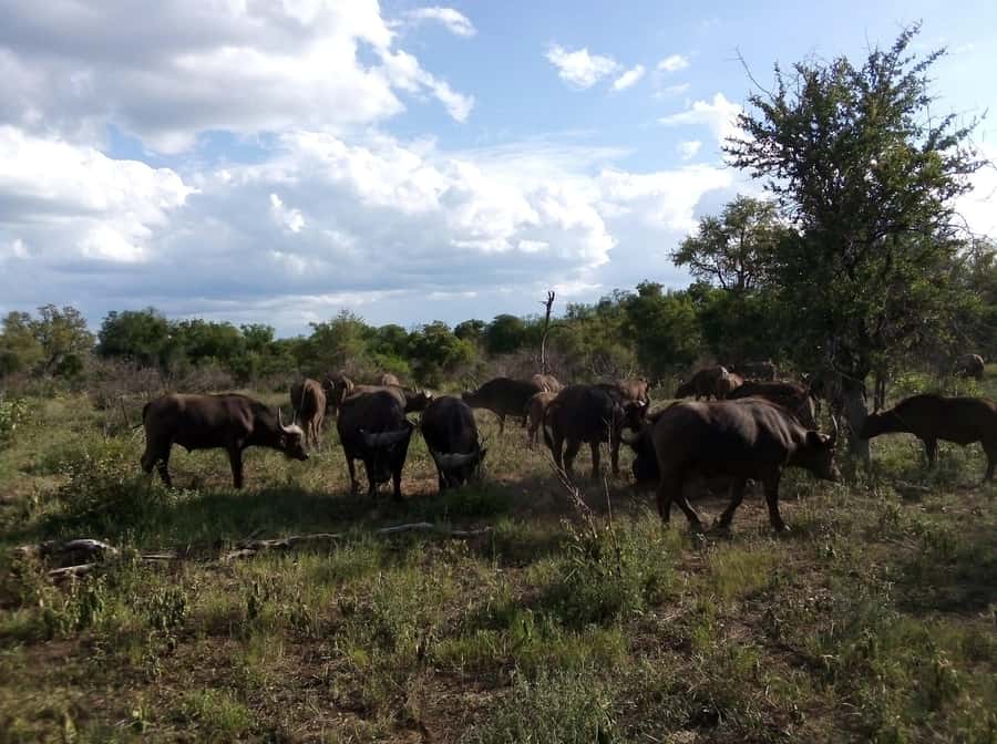 Kruger National Park: 4-Day Ultimate Safari Tour - Two full safari days give you real search time