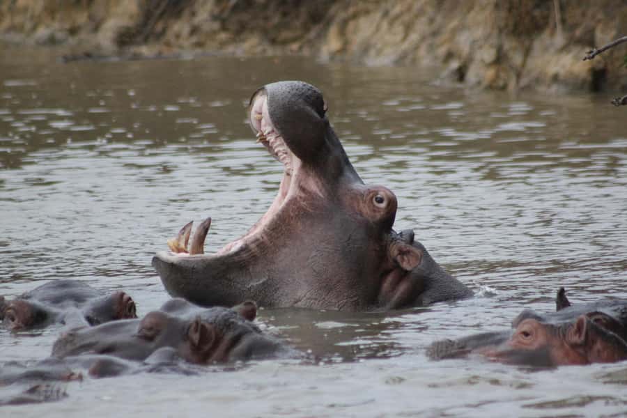 Kruger National Park - 5 Day Safari Tour - Why this safari works as a five-day trip