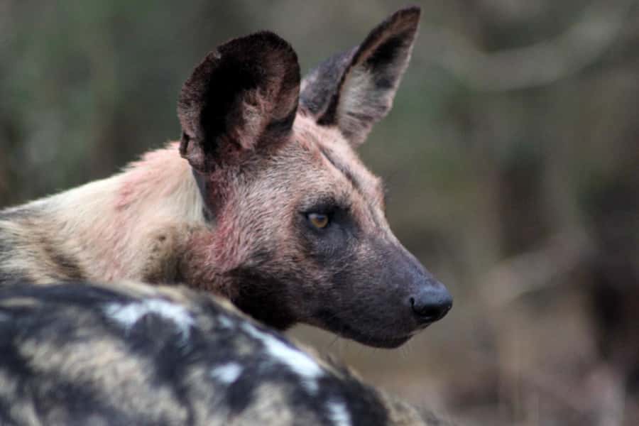Kruger National Park - 5 Day Safari Tour - What the $1,171 price really covers
