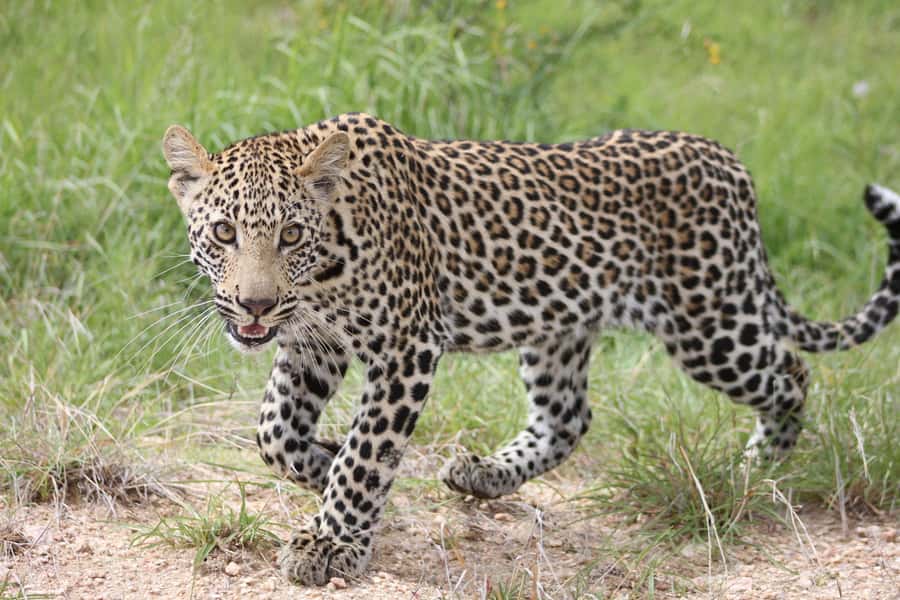 Kruger National Park - 5 Day Safari Tour - Day 1: Johannesburg to Hoedspruit and a sunset in the bush