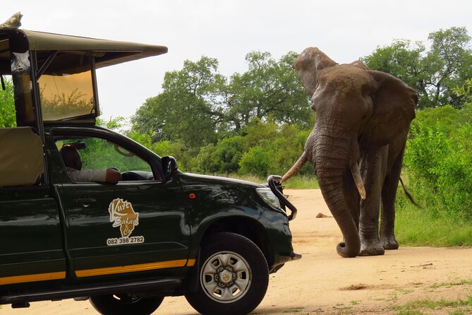 Kruger National Park Afternoon Private safari - The driver can make or break a short safari