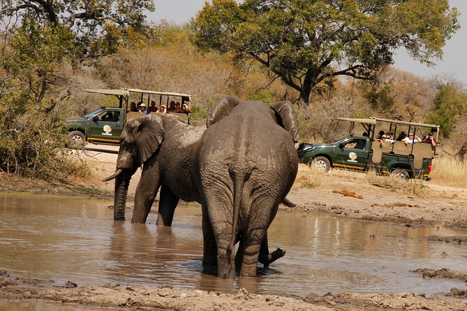 Kruger National Park Afternoon Private safari - Starting from Hazyview at 1:30 pm