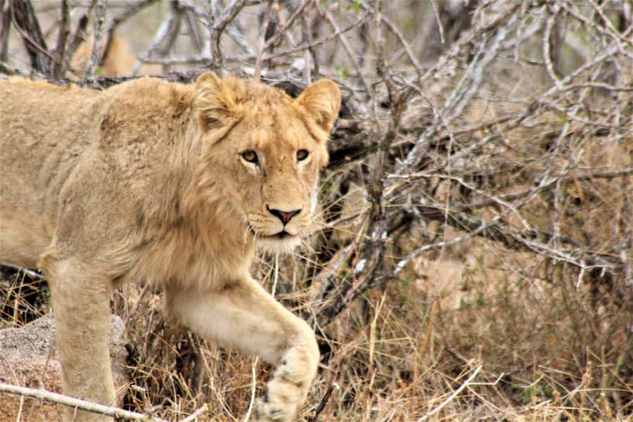 Kruger National Park Afternoon Safari - The animals you might see in five hours