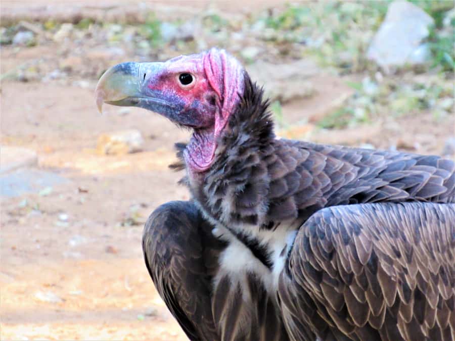 Kruger National Park Afternoon Safari - Why the guide matters more than the vehicle
