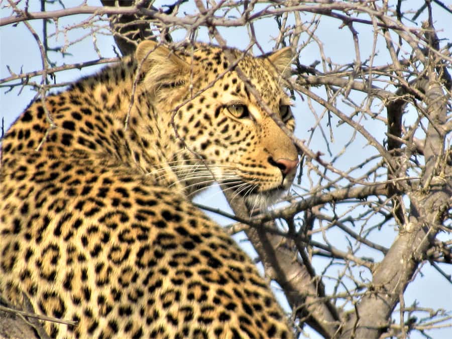 Kruger National Park Afternoon Safari - Understanding the $100 price