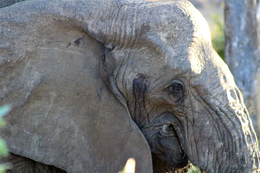 Kruger National Park Afternoon Safari - Who should choose this safari