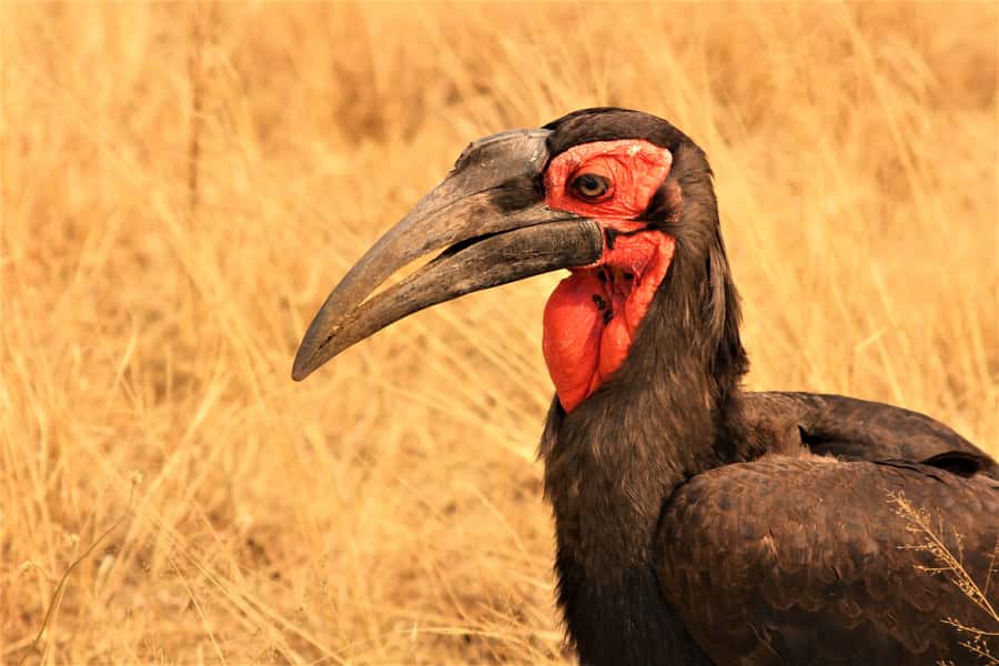 Kruger National Park Afternoon Safari - Should you book the Kruger afternoon safari?