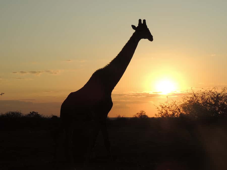 Kruger National Park: Full-Day Game Drive with Pickup - Key points to know before you book