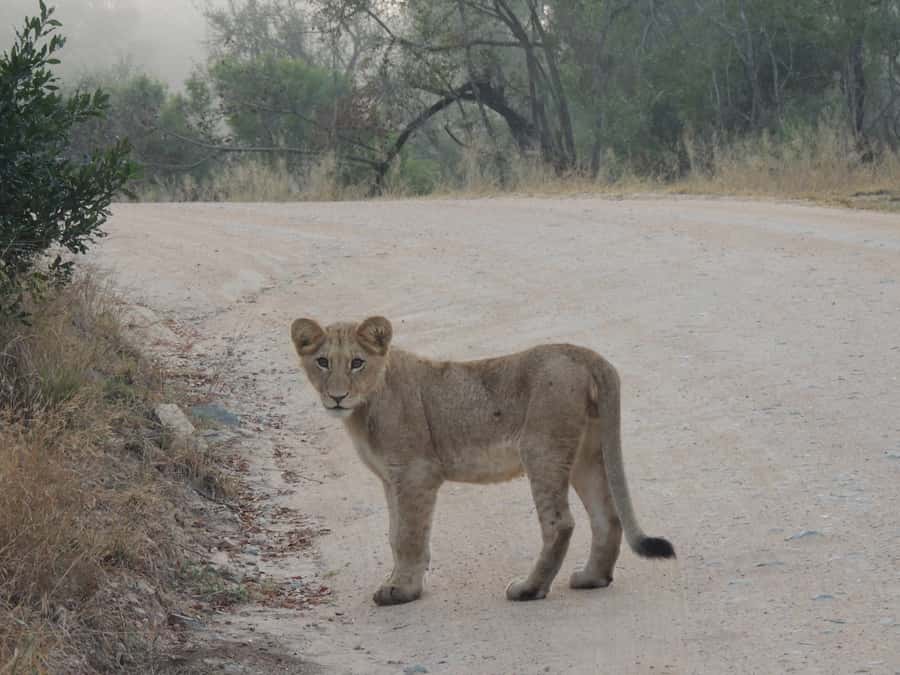 Kruger National Park: Full-Day Game Drive with Pickup - Why this Kruger game drive works well as a one-day safari