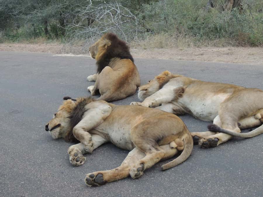 Kruger National Park: Full-Day Game Drive with Pickup - Tracking lions, leopards, and the Big Five