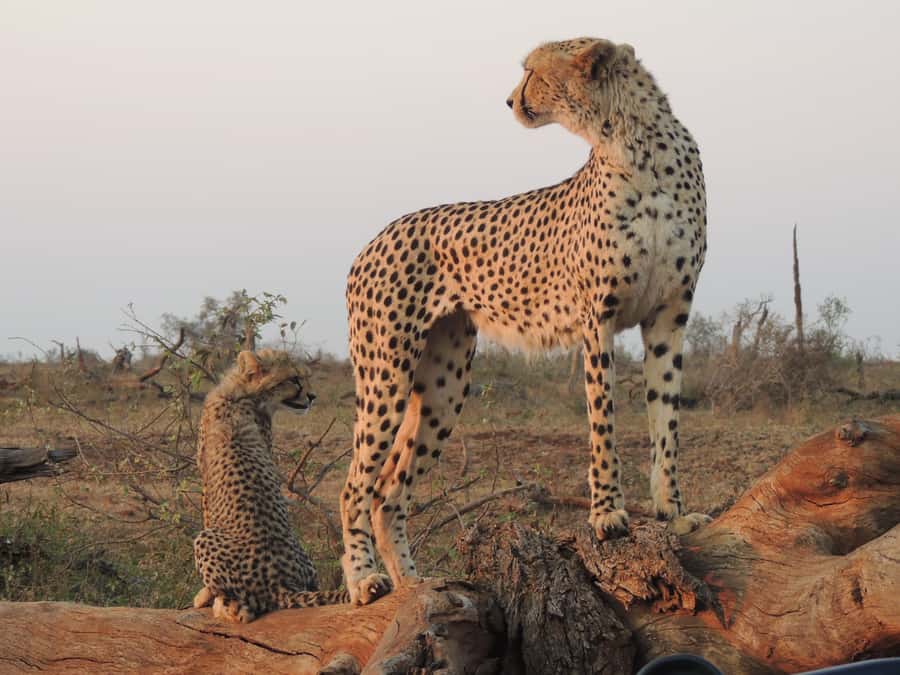 Kruger National Park: Full-Day Game Drive with Pickup - The value of an experienced local guide