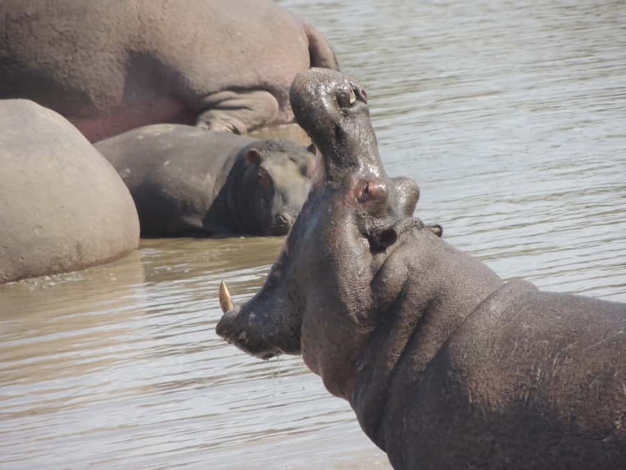 Kruger National Park: Full-Day Game Drive with Pickup - Breakfast, lunch, and the practical rhythm of the day