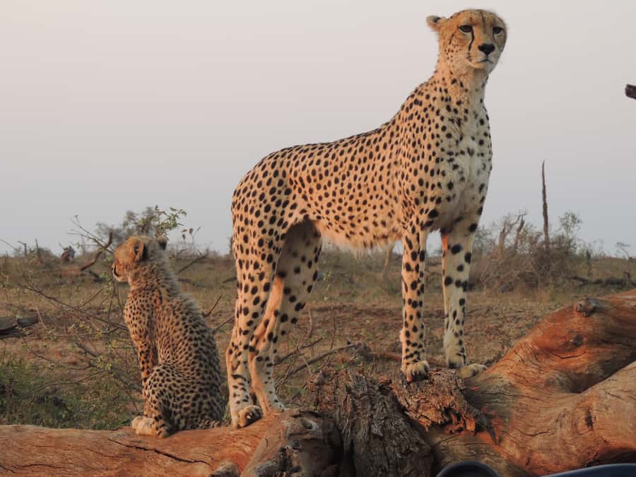 Kruger National Park: Full-Day Game Drive with Pickup - Birds and the smaller side of Kruger