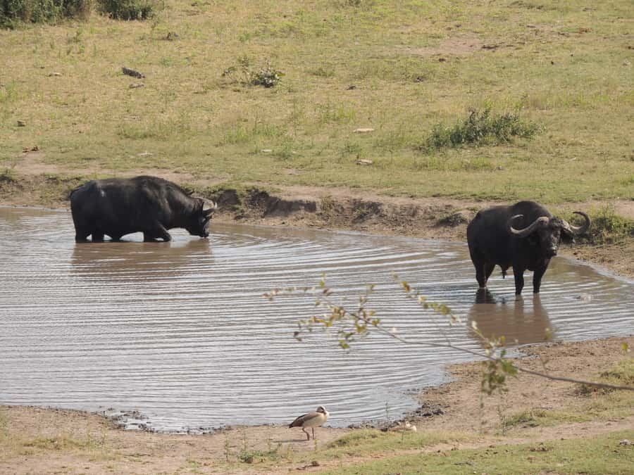 Kruger National Park: Full-Day Game Drive with Pickup - Who should book this safari