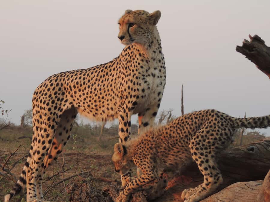 Kruger National Park: Full-Day Game Drive with Pickup - What to pack for the open vehicle