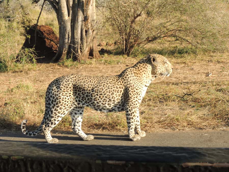 Kruger National Park: Full-Day Game Drive with Pickup - The early pickup and first hours in the park