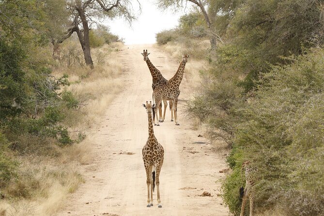Kruger National Park Full Day Private safari - More than large animals