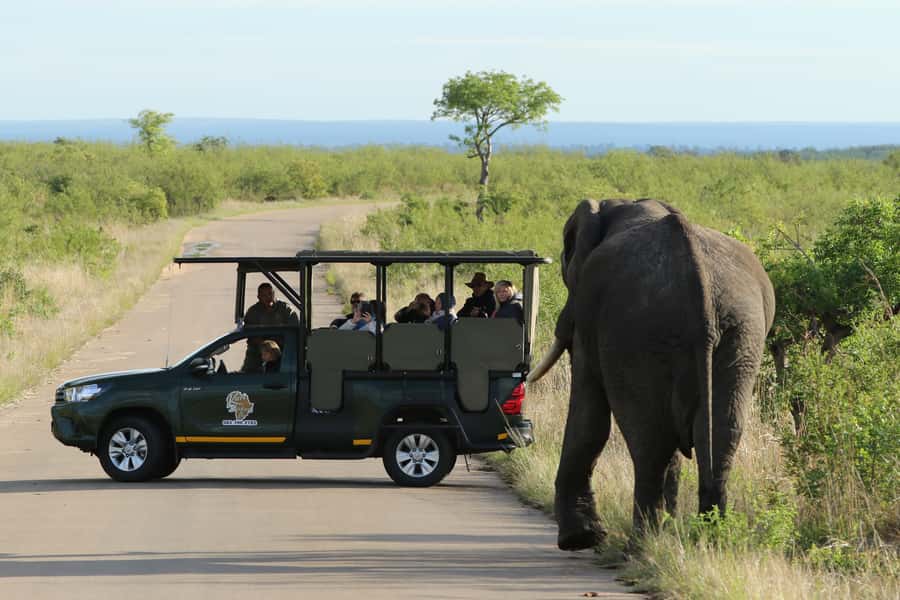 Kruger National Park: Full-Day Private Safari With Pickup - Searching for the Big Five, one sighting at a time