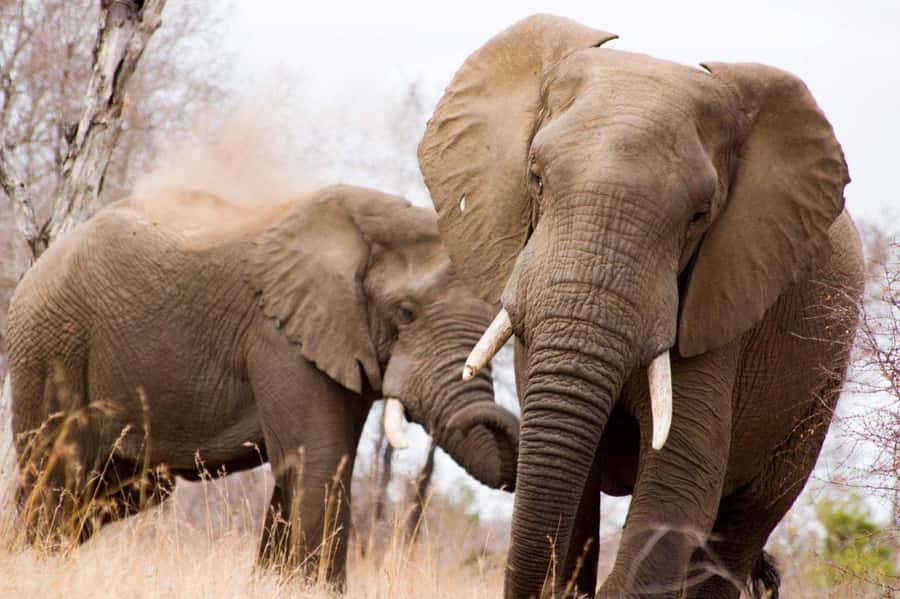 Kruger National Park Full-Day Safari - Key points to know before booking