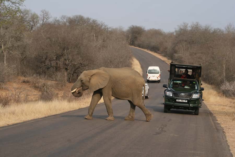 Kruger National Park Full-Day Safari - A long day built around the first gate opening