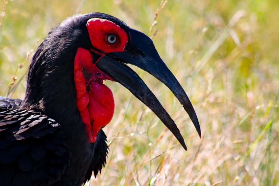 Kruger National Park Full-Day Safari - What you may see on the drive