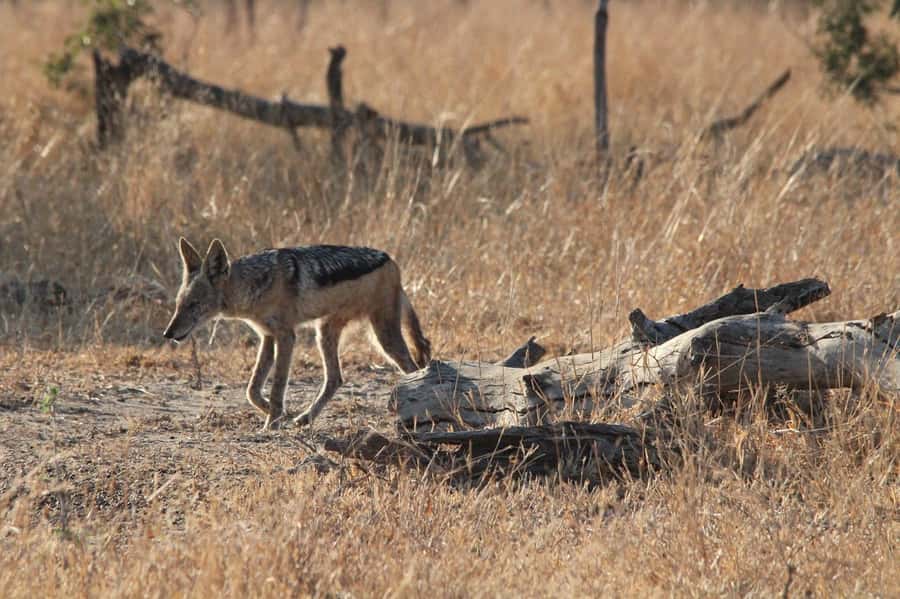 Kruger National Park Full-Day Safari - Rock paintings and archaeological traces