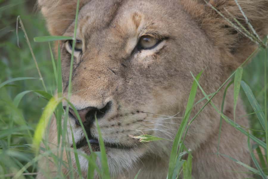 Kruger National Park Full-Day Safari - How the day feels in practice