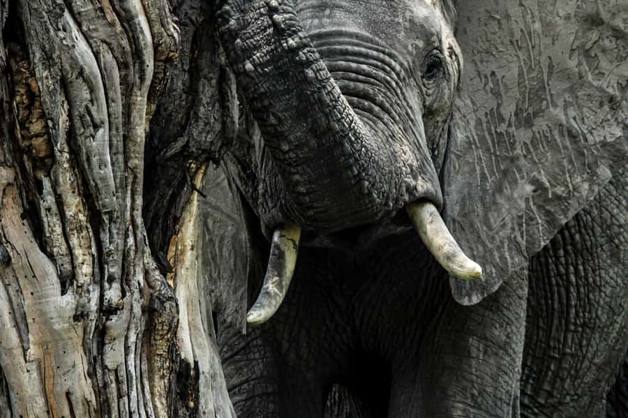 Kruger National Park Full-Day Safari - Is $130 good value?