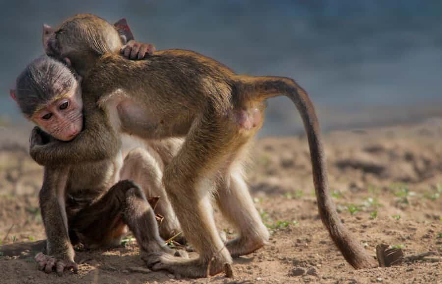 Kruger National Park Full-Day Safari - Who should book this safari?